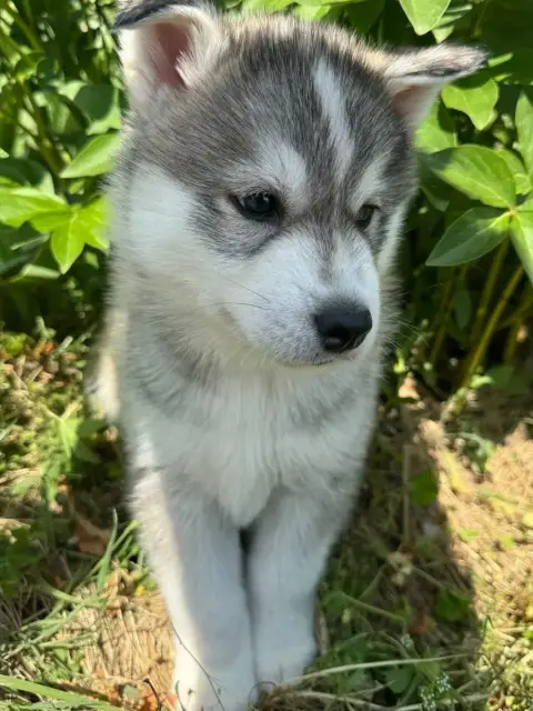 Siberian Husky  Brogy De The King Ricci photo 2
