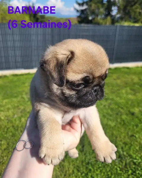 Carlin  Barnabe Des Petits Pugdingtons photo 2