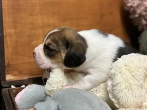 Beagle  Chiot N°5 Du Domaine Des Pattes Dorées photo 2