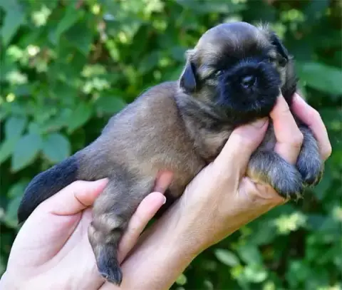 Epagneul Tibetain  Chiot N°1 De Dame Nature photo 2