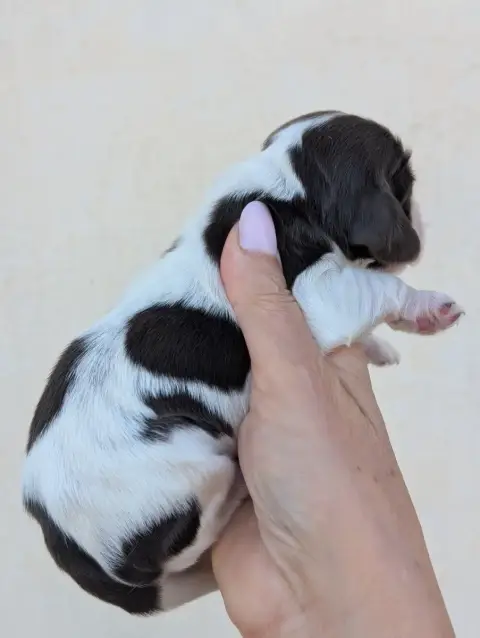 Cocker Spaniel Anglais  Chiot 6 Des Pitchoucas De Lac 7bb87 photo 2