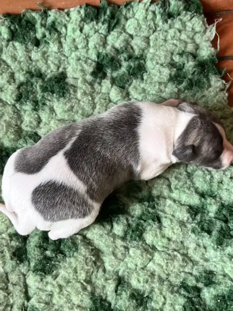 Whippet  B Des Terres De Pag