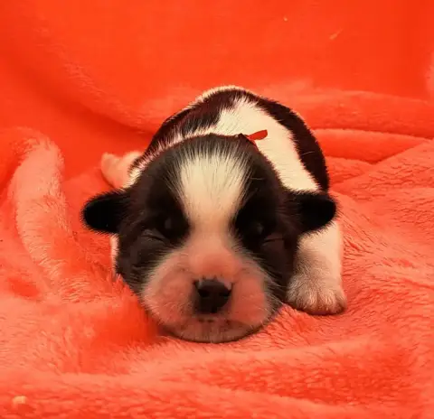 Shih Tzu  Barth (Ruban Rouge) Of Mayajoe'S Dreams