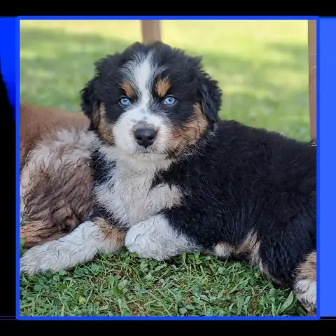 Berger Australien  Mr Bleu