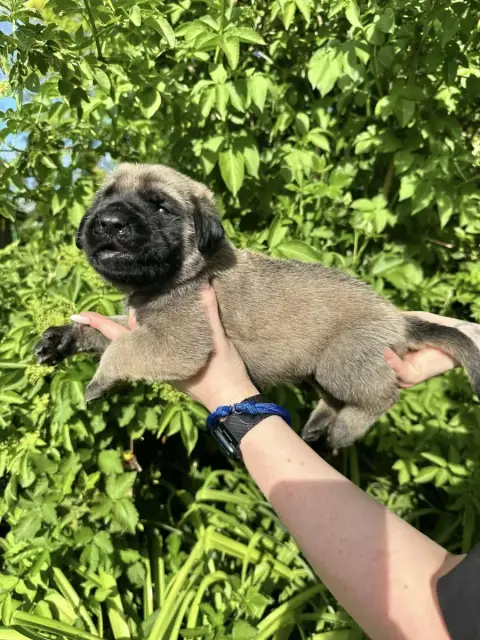Mastiff  Bleue De L'Arche De Jovie