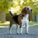 Beagle  Chiot 5 De Beaudribos