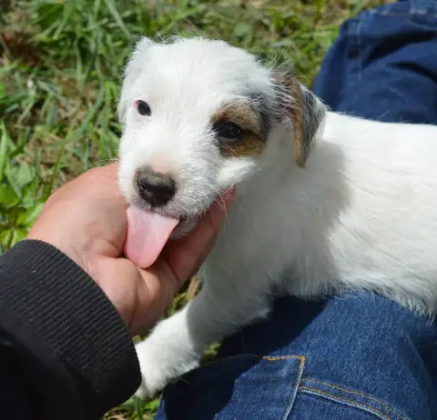Parson Russell Terrier  Beijin Du Jardin D'Inuko photo 3