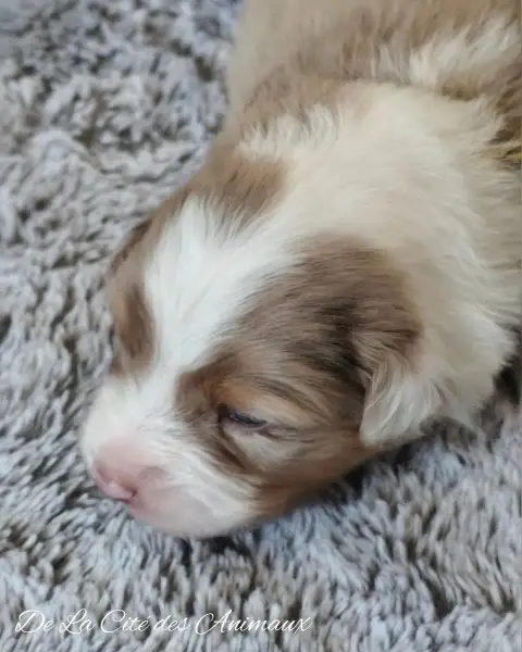 Berger Australien  Chiot 2 / Collier Jaune De La Cité 01b04