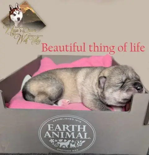 Siberian Husky  Beatiful Thing Of Life De Naya'S Drea f9437 photo 2