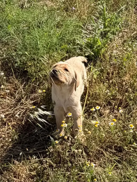 Labrador Retriever  Chiot N°2 Du Clos Du Barrian photo 2