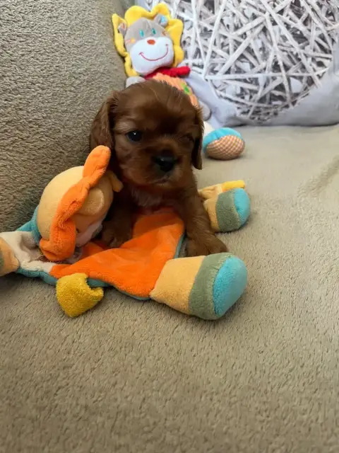 Cavalier King Charles Spaniel  Buddy Du Domaine De Lu abf81 photo 3