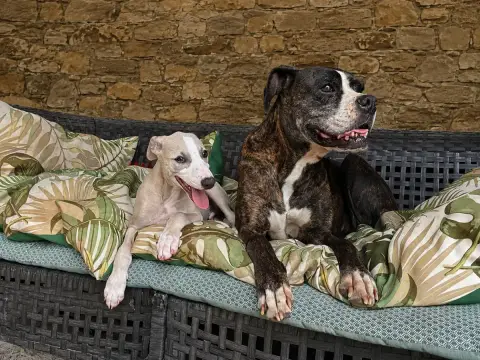 Whippet 
                        Balian Du Frison Imp f8784 photo 2