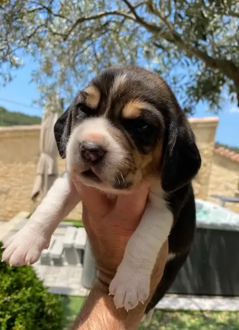 Beagle  Braco De Marcoutel