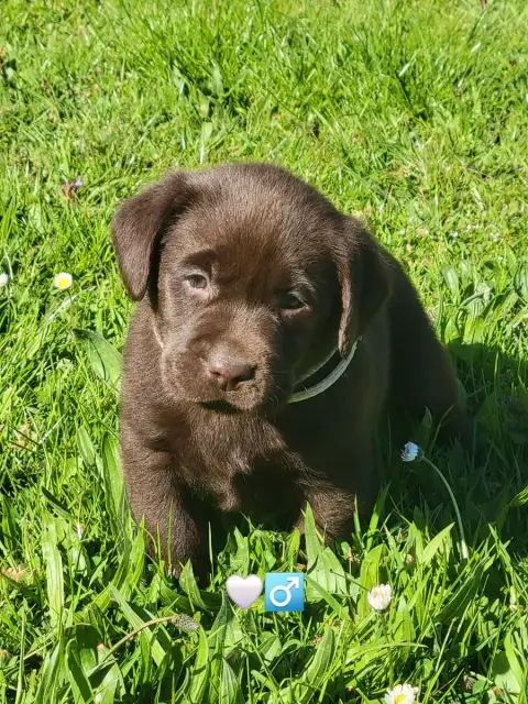 Labrador Retriever  Blanc Du Domaine De Daisy
