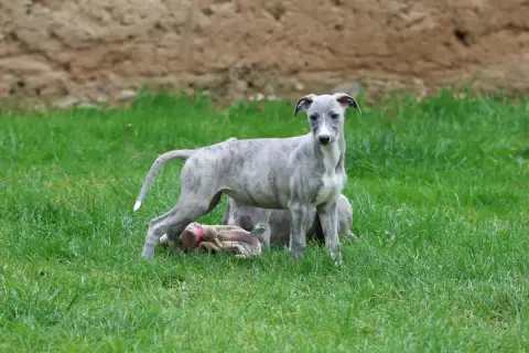 Whippet  Beyoncé Des Brumes De Brocéliande