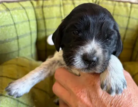 Adopter Cocker Spaniel Anglais  B............ Des Etangs De D ebad1