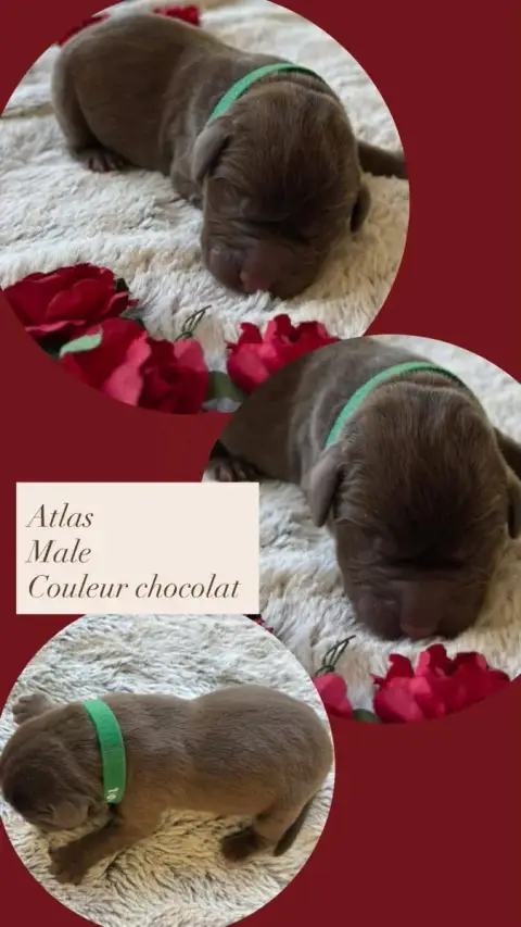 Labrador Retriever  Atlas Du Domaine Des Belles Auboi 59b41