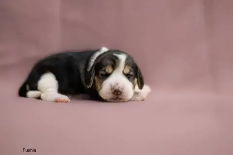 Beagle  Collier Fushia Du Domaine D'Amandine