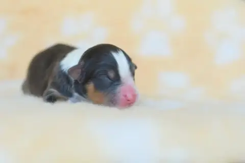 Berger Australien  Chiot 1 Roz Liammet