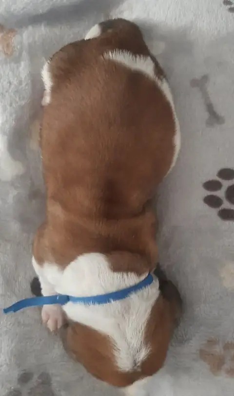 Basset Hound  Collier Bleu Du Domaine Du Bois Dore photo 2