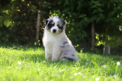 Berger Australien  Balto De Filao Le Légendaire