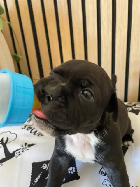 Staffordshire Bull Terrier  Chiot N°5 Of The Bubble S d90d0 photo 3