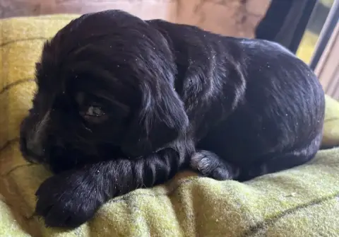 Adopter Cocker Spaniel Anglais  B.............. Des Etangs De cceba