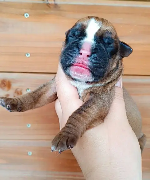 Boxer  Chiot Des Gardiens De Chami photo 2