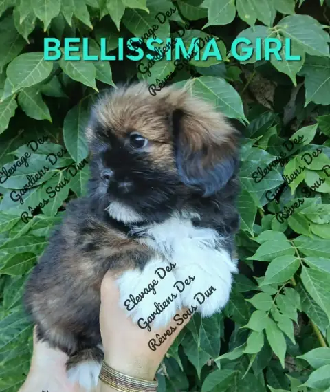 Lhassa Apso  Bellissima Girl Des Gardiens Des Reves S fbf17 photo 3