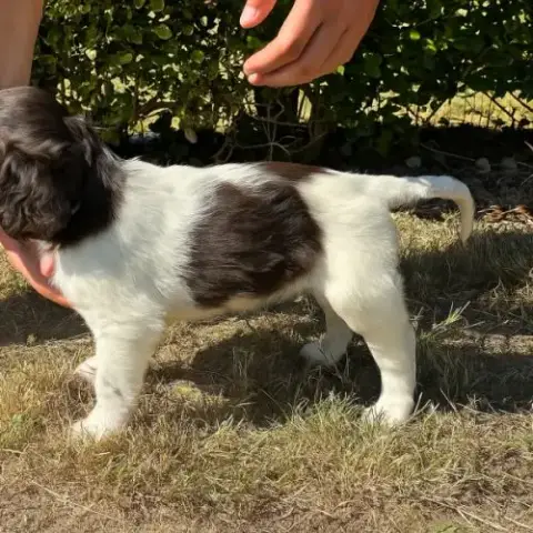 Chiot Munsterlander Lof