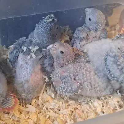 Conure Molinae Et Rupicola Pour Eam