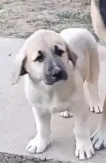 Berger Kangal  Borat-