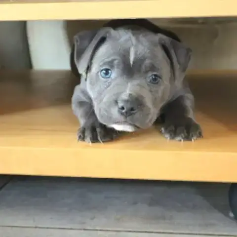 2 Staffies Bleus À Réserver