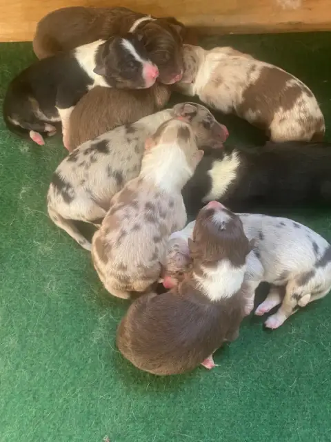 Berger Australien  Chiot 1 De L'Hubac De Lange