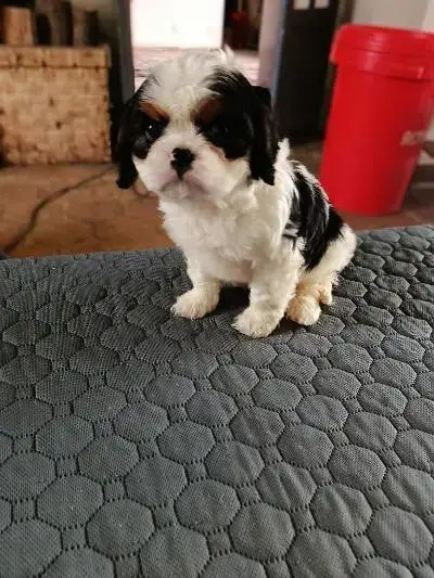 Cavalier King Charles Spaniel  Chiot N°1 Du Clos Des  06409