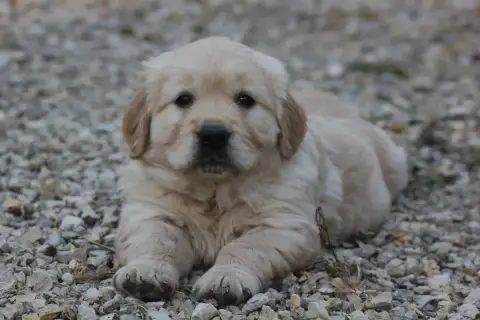 Golden Retriever  Collier Bleu Diamond Dawn photo 2