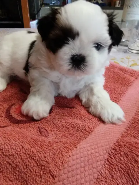 Shih Tzu  Baika Du Jardin Des Perles De Cixi
