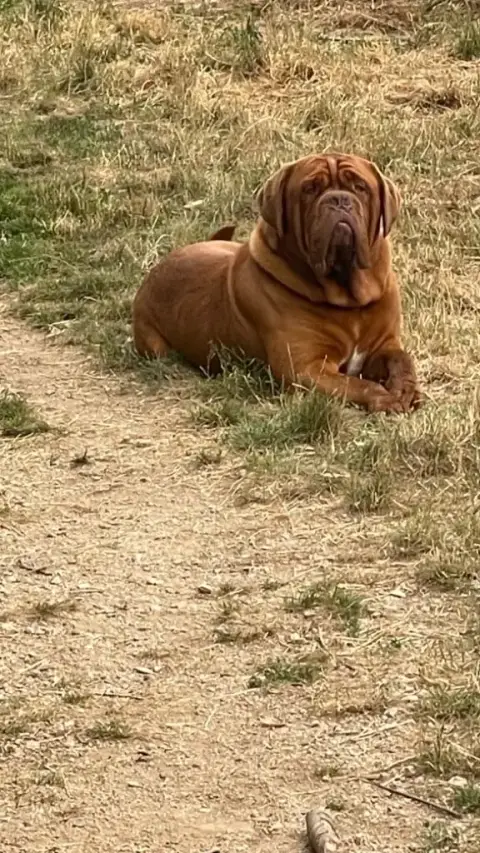 Dogue De Bordeaux  Orange De L'Elite Royal Dog photo 2