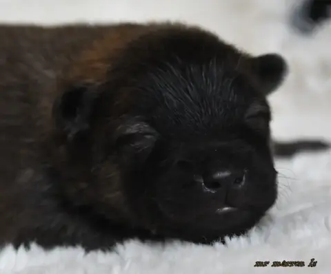 Eurasier  Chiot 8 Des Legendes De Retz photo 3