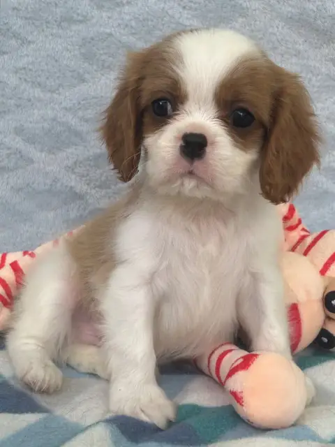 Cavalier King Charles Spaniel  Chiot N°3 D'Ysatis photo 2