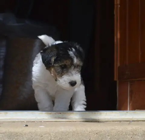 Fox Terrier Poil Dur  Black Clover Du Jardin D'Inuko 2db84 photo 3