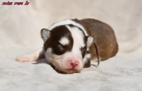 Laika De Iakoutie  Chiot 3 Des Legendes De Retz
