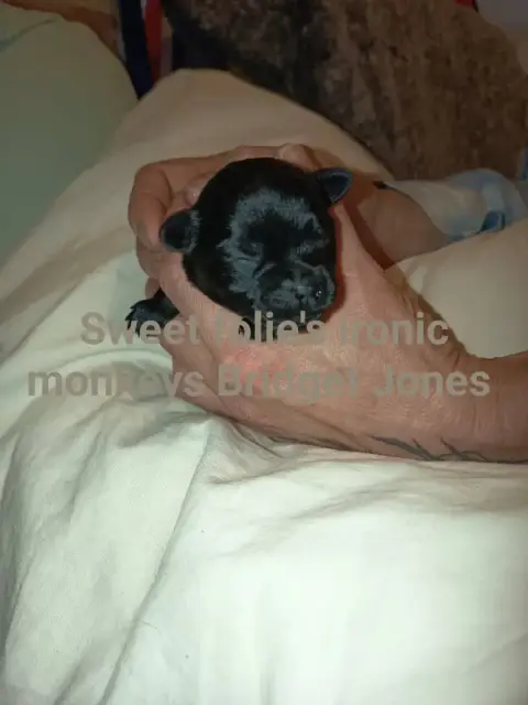 Affenpinscher  Bridget Jones Sweet Folie'S Ironic Mon 196f0