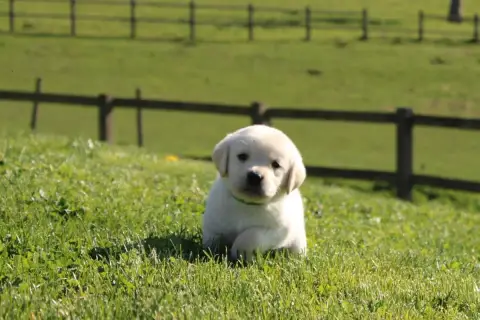 Labrador Retriever  Collier Vert Pomme Of The Little  cc545