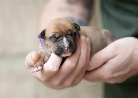 American Staffordshire Terrier  June Du Chemin Des Mo a1f67