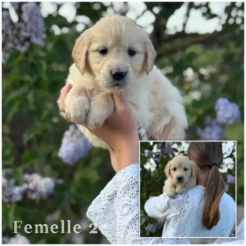 Golden Retriever  Femelle 2 Des Terres De L'Avesnois 048eb