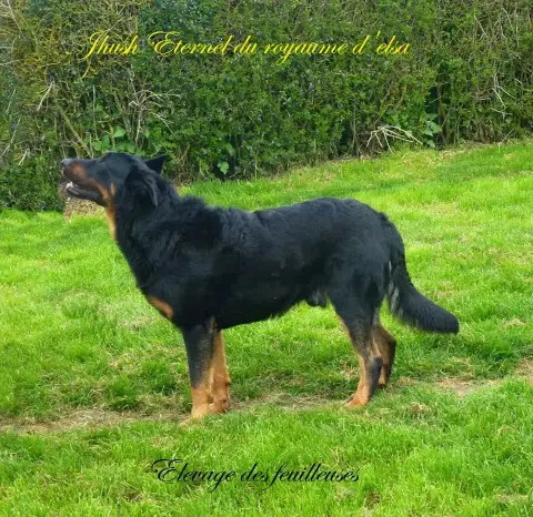 Berger De Beauce  Chiot 3 Du Royaume D'Elsa photo 2
