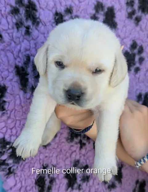 Labrador Retriever photo 2