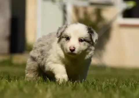 Border Collie  Chiot N°1 Des Collines De Sagne