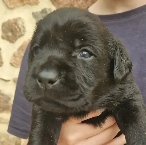 Labrador Retriever  Noire 3 Des Terres Sacrees
